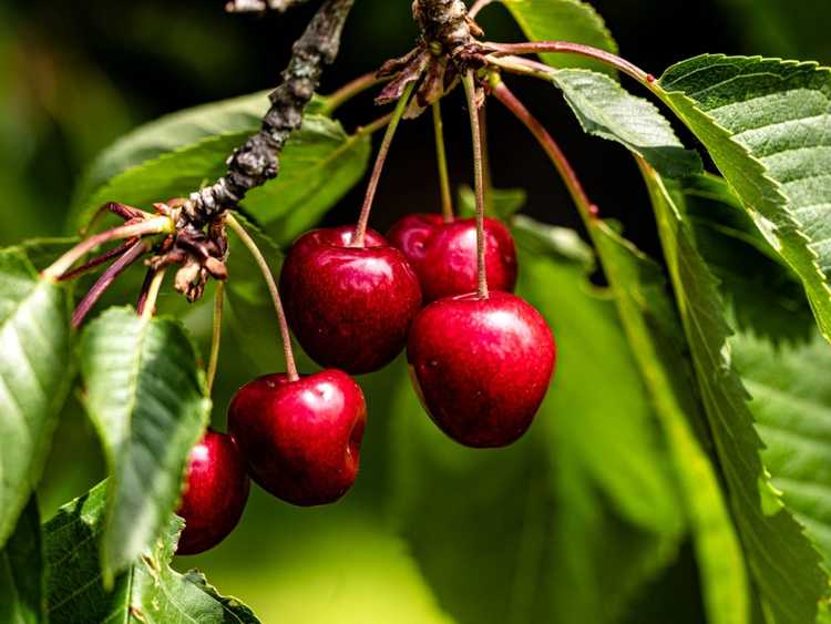 You are currently viewing Entretien des cerisiers – Comment faire pousser des cerisiers