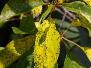 Lire la suite à propos de l’article Problèmes de taches sur les feuilles des cerisiers – Quelles sont les causes des taches sur les feuilles des cerises