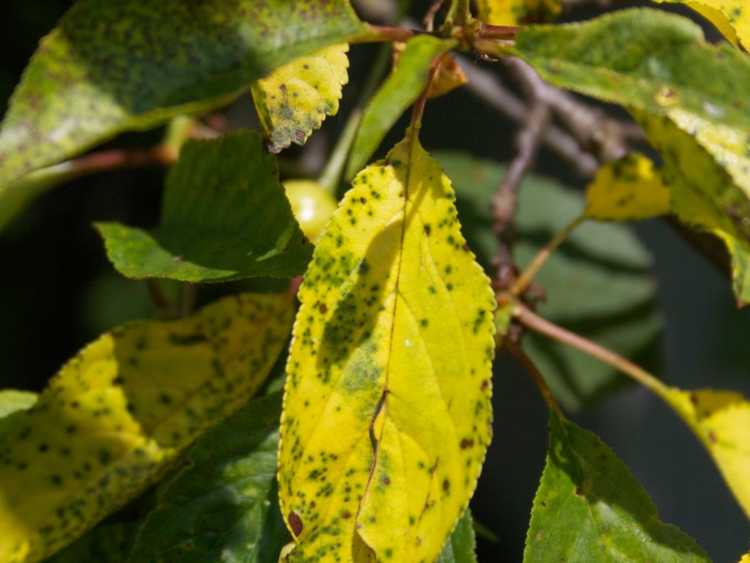 You are currently viewing Problèmes de taches sur les feuilles des cerisiers – Quelles sont les causes des taches sur les feuilles des cerises