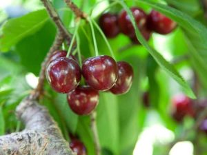 Lire la suite à propos de l’article Cerisiers Bing cultivés sur place – Comment prendre soin d'un cerisier Bing