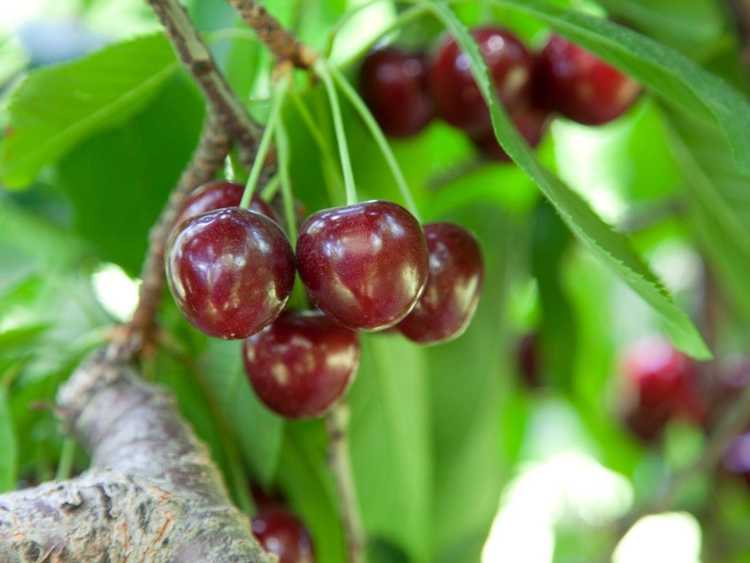 You are currently viewing Cerisiers Bing cultivés sur place – Comment prendre soin d'un cerisier Bing