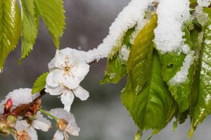 Lire la suite à propos de l’article Exigences en matière de froid des cerises : combien d'heures de refroidissement pour les cerises