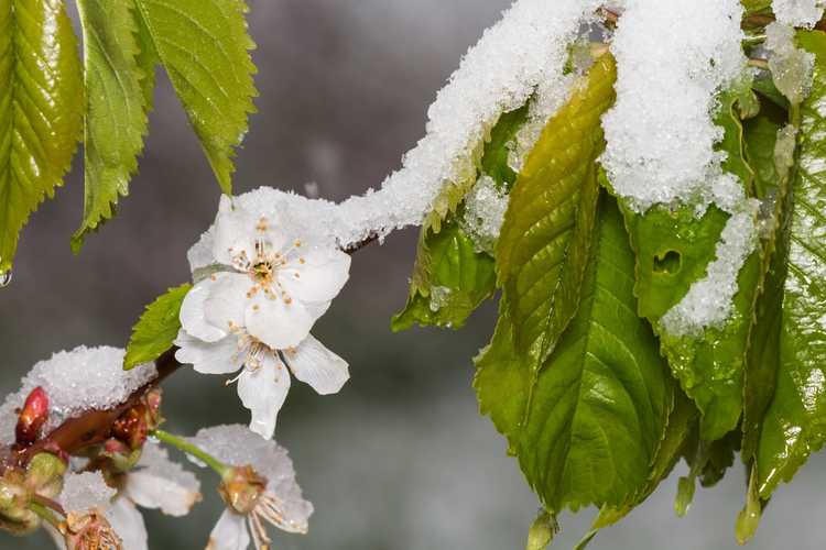 You are currently viewing Exigences en matière de froid des cerises : combien d'heures de refroidissement pour les cerises