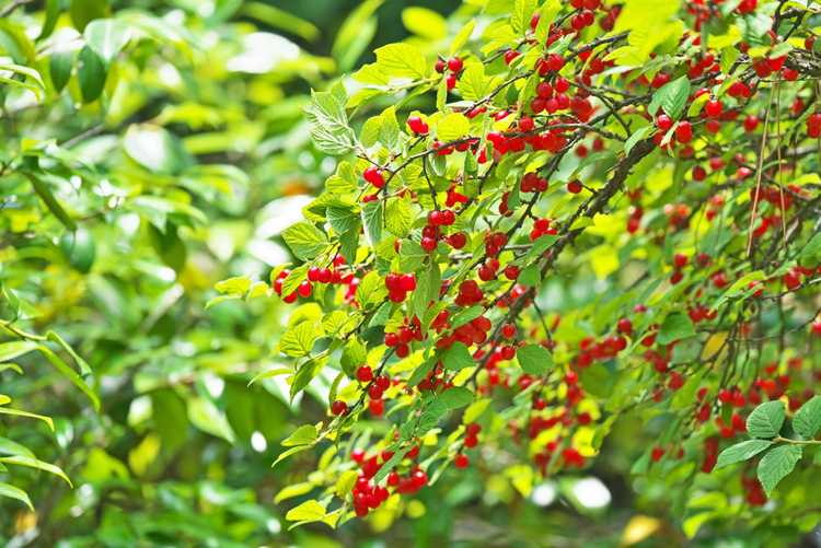 Lire la suite à propos de l’article Nanking Bush Cherry Care – Comment faire pousser un cerisier de brousse