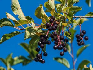 Lire la suite à propos de l’article Instructions de plantation de cerisiers de Virginie : comment utiliser les cerisiers de Virginie dans le paysage