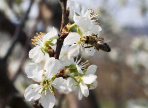 Lire la suite à propos de l’article Polliniser un cerisier : comment les cerisiers pollinisent-ils