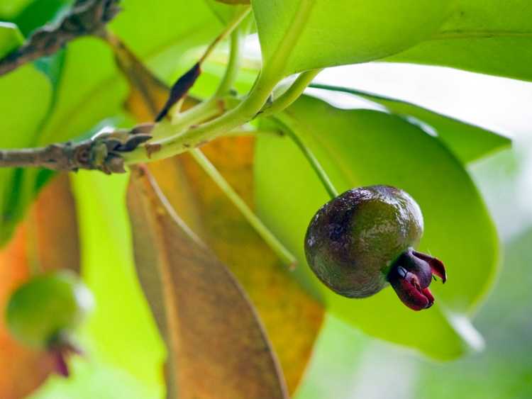 You are currently viewing Entretien des arbres Grumichama – En savoir plus sur la culture de la cerise Grumichama