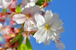 Lire la suite à propos de l’article Entretien des cerisiers en fleurs – Comment faire pousser des cerisiers ornementaux