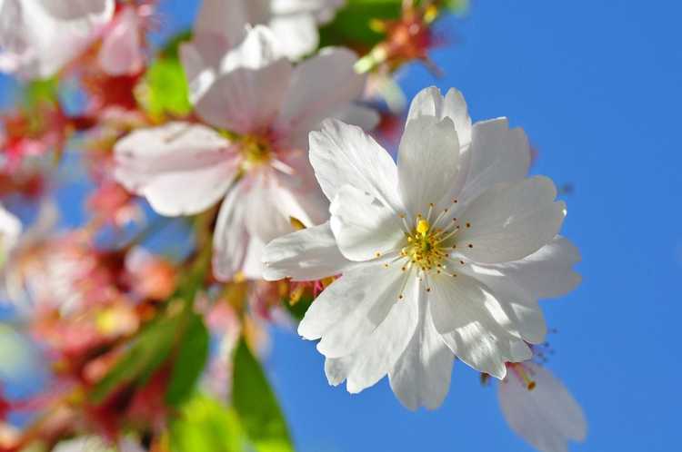 You are currently viewing Entretien des cerisiers en fleurs – Comment faire pousser des cerisiers ornementaux