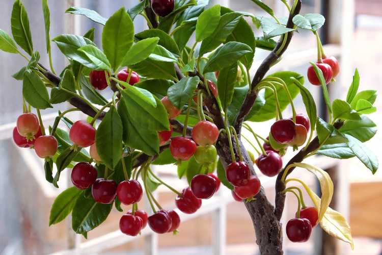 You are currently viewing Cerisiers cultivés en pot : conseils pour cultiver des cerises dans un pot