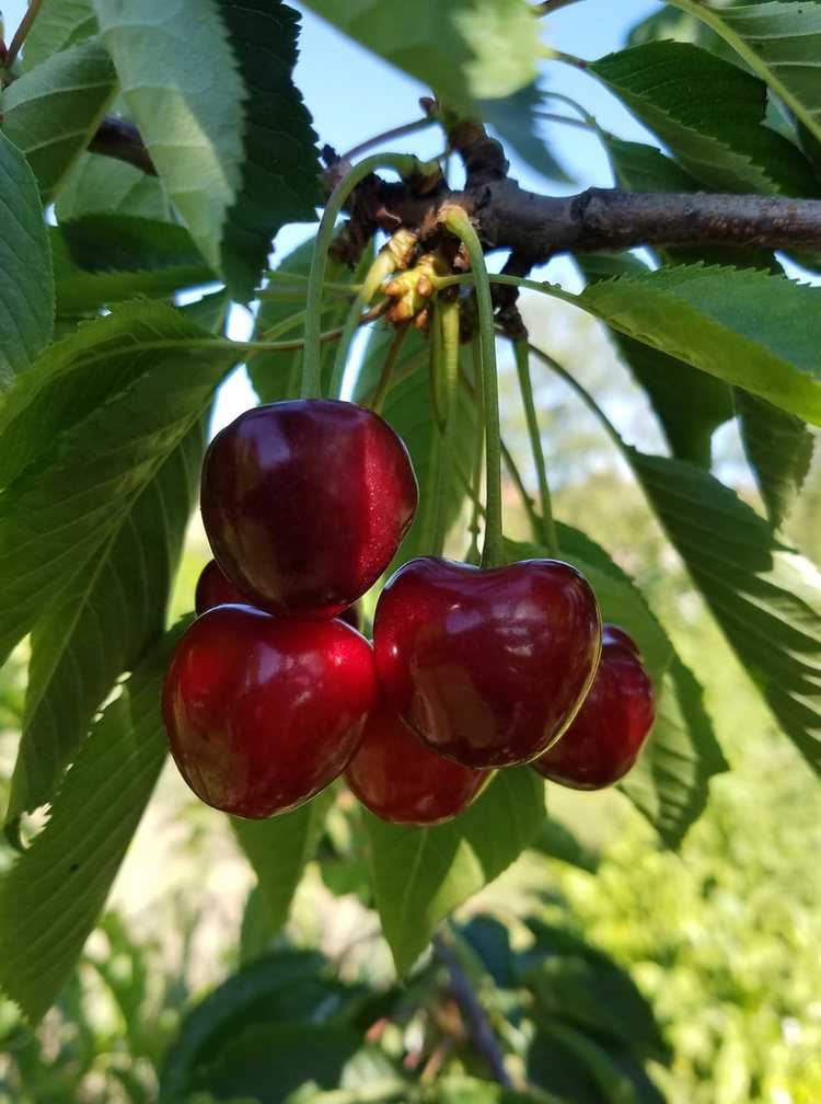 You are currently viewing Que sont les cerises Roméo : Cultiver un cerisier Roméo