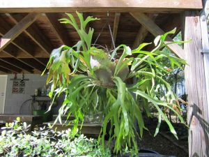 Lire la suite à propos de l’article Plantes de fougère staghorn enchaînées : soutenir une fougère staghorn avec une chaîne