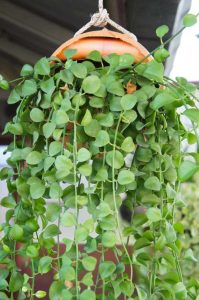 Lire la suite à propos de l’article Informations sur la plante String Of Nickels: Comment faire pousser des plantes succulentes String Of Nickels