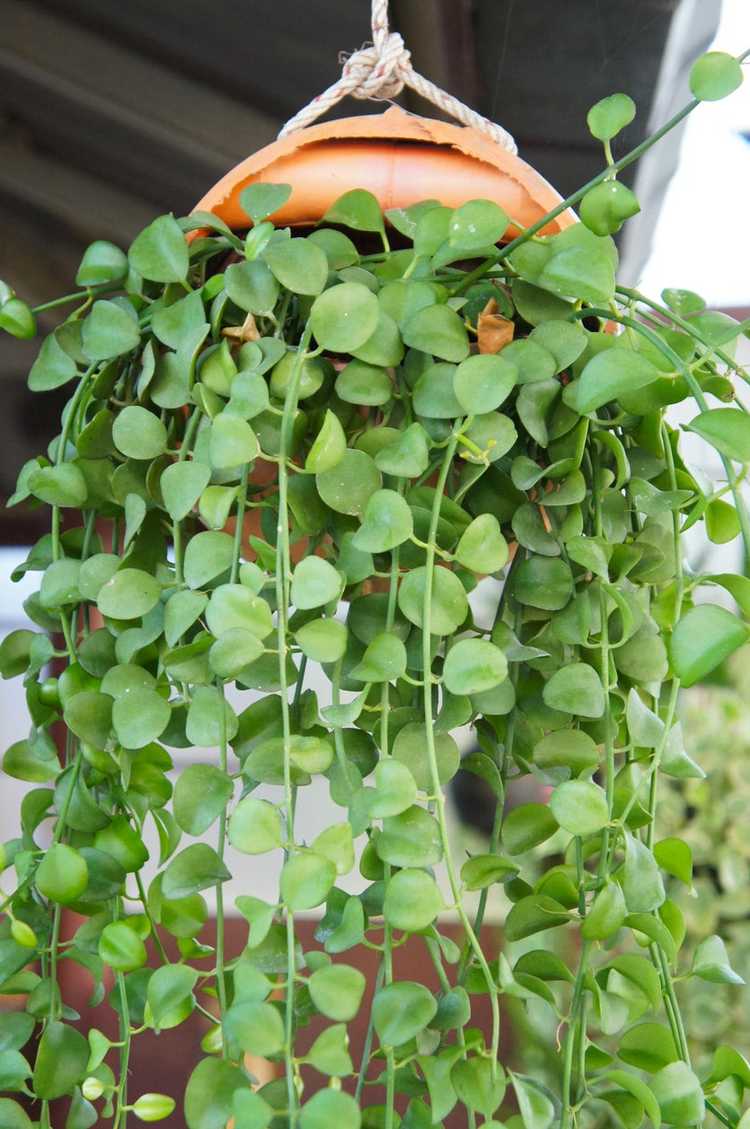 Lire la suite à propos de l’article Informations sur la plante String Of Nickels: Comment faire pousser des plantes succulentes String Of Nickels