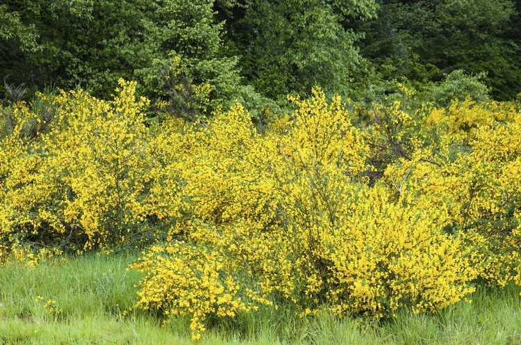 You are currently viewing Taille du balai écossais: quand et comment tailler une plante de balai écossais