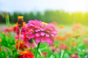 Lire la suite à propos de l’article Jalonnement des plantes de Zinnia – Comment jalonner les fleurs de Zinnia dans le jardin