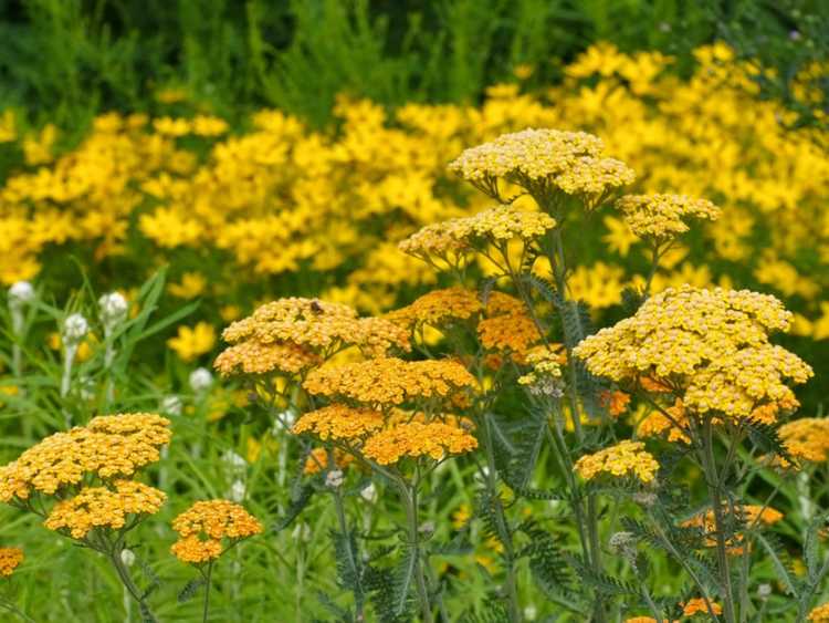 Lire la suite à propos de l’article Ce qui pousse bien dans un sol sec en plein soleil : Plantes en plein soleil en sol sec