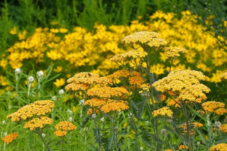 Lire la suite à propos de l’article Cultiver des plantes pour le compost : plantes à cultiver pour le tas de compost