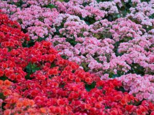 Lire la suite à propos de l’article Fleurs et plantes tropicales pour bordures