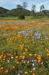 Lire la suite à propos de l’article Qu'est-ce qu'une plante indigène : découvrez les avantages des plantes indigènes dans le jardin