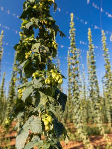 Lire la suite à propos de l’article Plantes compagnes du houblon : apprenez quoi planter avec du houblon dans les jardins