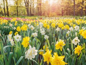 Lire la suite à propos de l’article Fertiliser les plantes de jonquilles : comment et quand fertiliser les jonquilles