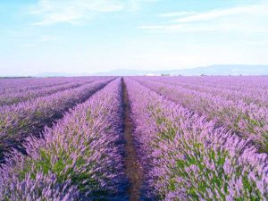 Lire la suite à propos de l’article Planter un champ de lavande : comment démarrer une ferme de lavande