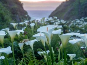 Lire la suite à propos de l’article Pourquoi les lys Calla ne fleurissent pas : faire fleurir votre lys Calla