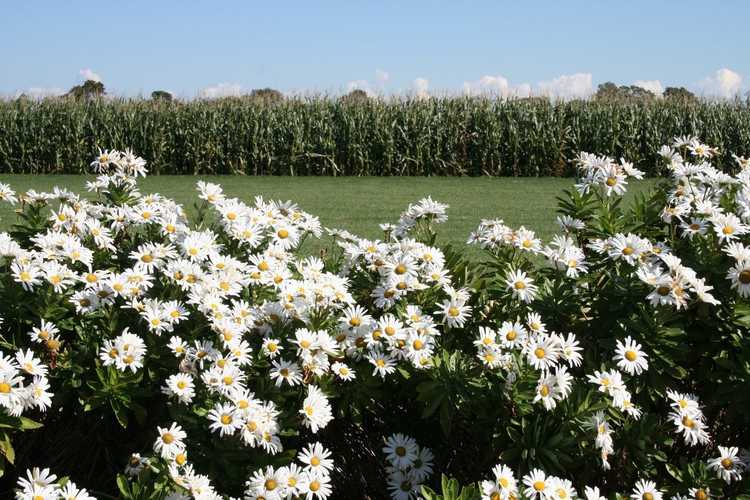 You are currently viewing Montauk Daisy Info – Apprenez à cultiver des marguerites de Montauk