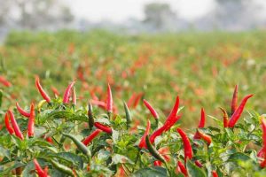 Lire la suite à propos de l’article Entretien du piment : cultiver des plantes de piment dans le jardin