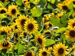 Lire la suite à propos de l’article Fertiliser un tournesol – Quand dois-je fertiliser les tournesols