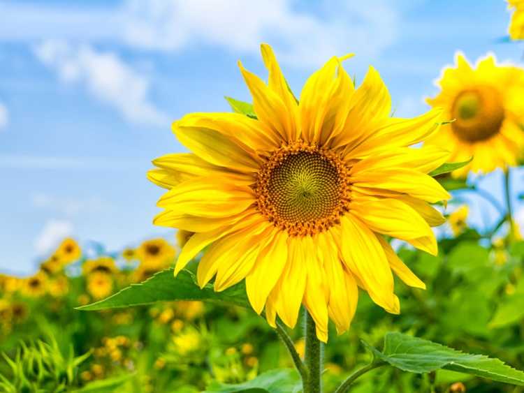 Lire la suite à propos de l’article Plantes de tournesol – Cultiver des tournesols dans votre jardin