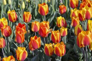 Lire la suite à propos de l’article Plantes de tulipes Fosteriana: variétés de tulipes empereur Fosteriana