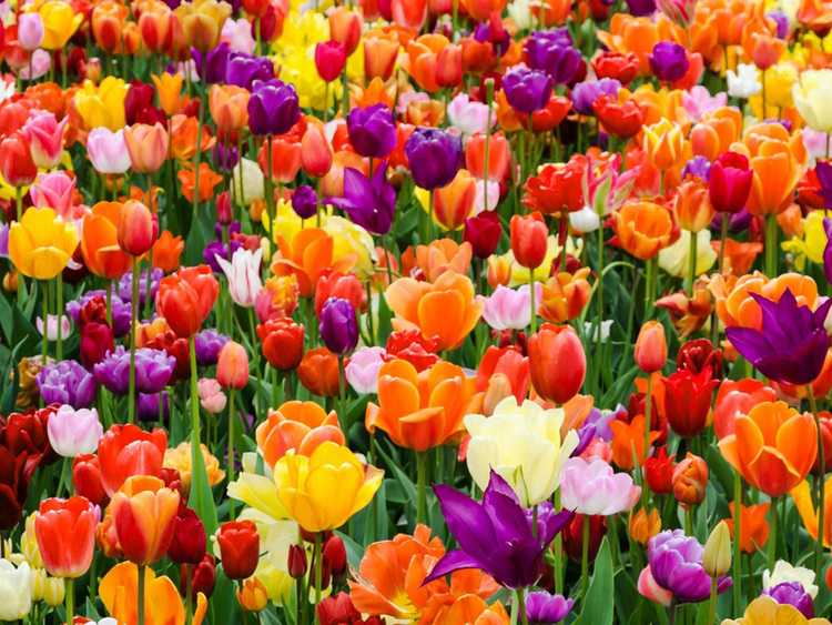 Lire la suite à propos de l’article Cultiver des tulipes – Conseils d’entretien et de plantation de tulipes