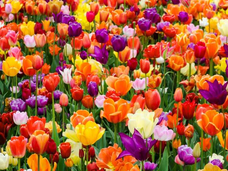 Lire la suite à propos de l’article Conseils pour faire refleurir les tulipes