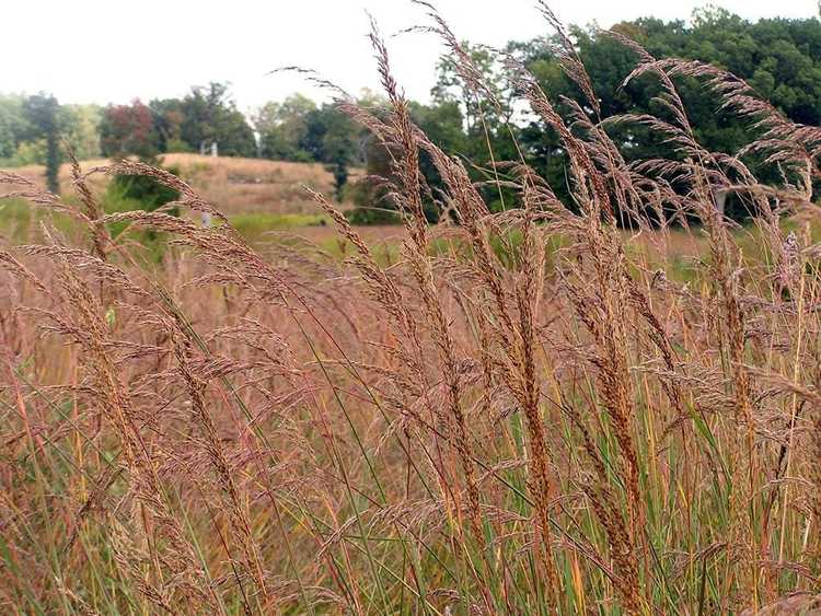 You are currently viewing Indian Grass Care – En savoir plus sur la plantation d'herbe indienne dans le jardin de la maison