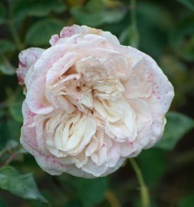 Lire la suite à propos de l’article Contrôle du Botrytis sur les roses