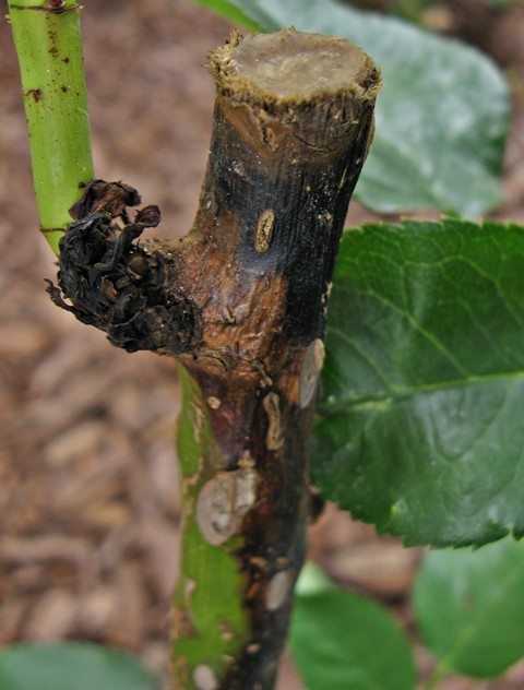 Lire la suite à propos de l’article Identifier et réparer le champignon du chancre de la rose