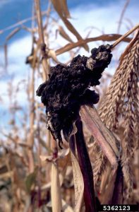 Lire la suite à propos de l’article Plantes affectées par le charbon – Conseils pour traiter le champignon du charbon noir