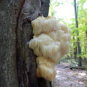 Lire la suite à propos de l’article Qu'est-ce que le champignon des dents barbus : faits et informations sur le champignon à crinière de lion