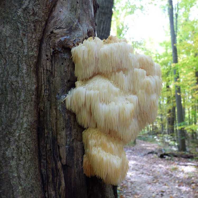 You are currently viewing Qu'est-ce que le champignon des dents barbus : faits et informations sur le champignon à crinière de lion