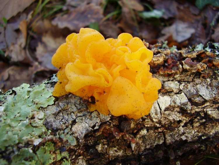 Lire la suite à propos de l’article Qu'est-ce que le champignon gelée : les champignons gelées nuiront-ils à mon arbre ?