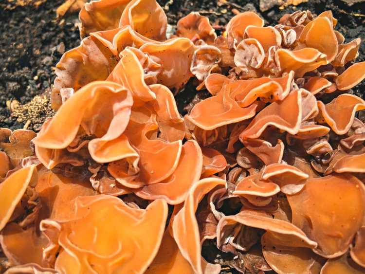 Lire la suite à propos de l’article Informations sur les champignons de la tasse : Qu'est-ce que le champignon de la peau d'orange