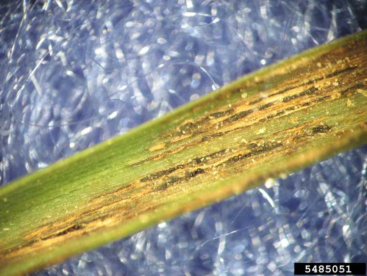 Lire la suite à propos de l’article Rouille de la pelouse – Identifier et traiter le champignon de la rouille des graminées