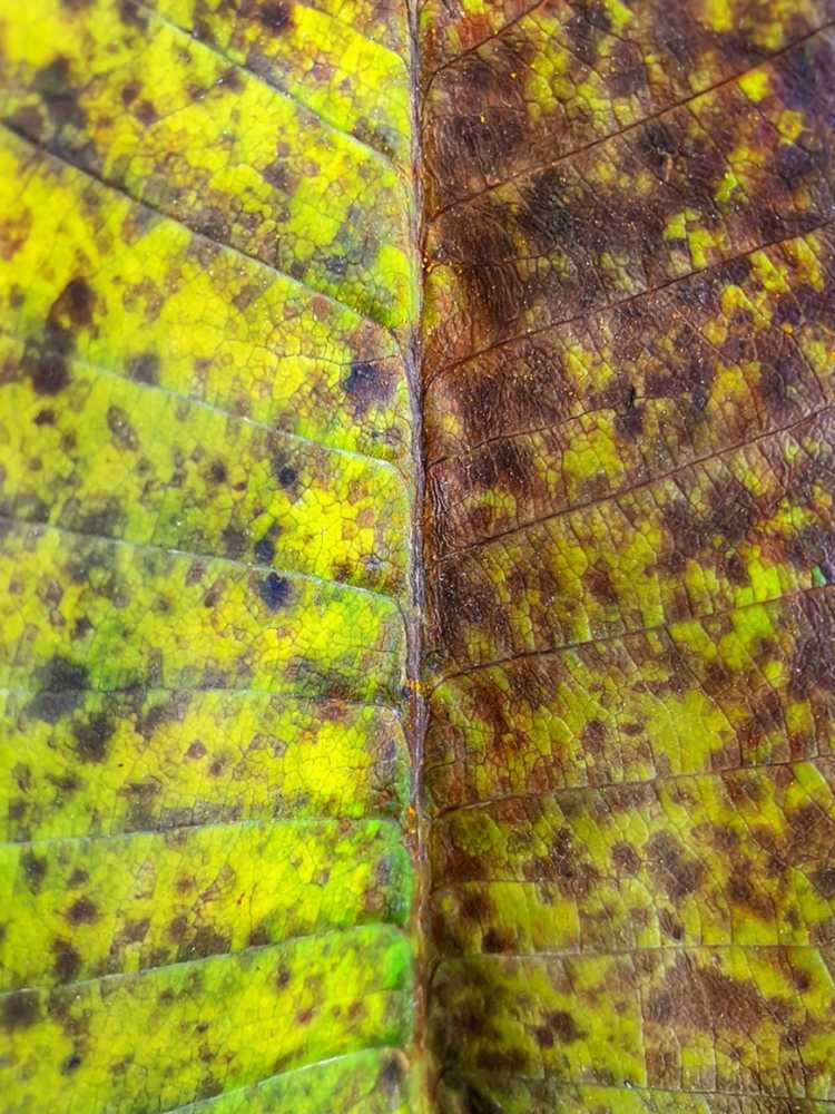 Lire la suite à propos de l’article Champignon de la rouille du Plumeria: Comment traiter les plantes de Plumeria avec le champignon de la rouille