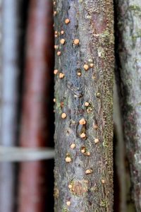 Lire la suite à propos de l’article Informations sur le champignon des taches de corail – Quels sont les signes du champignon des taches de corail