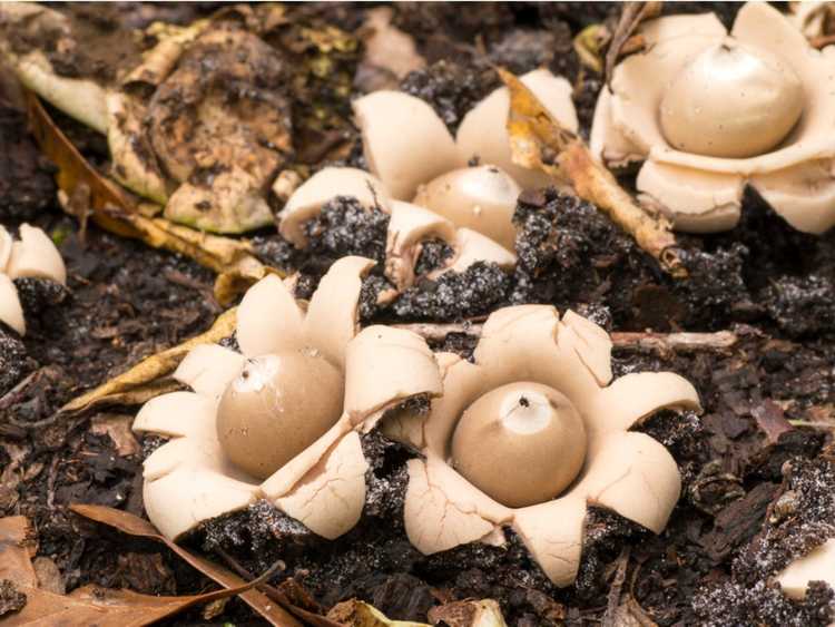 You are currently viewing Qu'est-ce que le champignon Earthstar : découvrez les champignons étoilés dans les pelouses