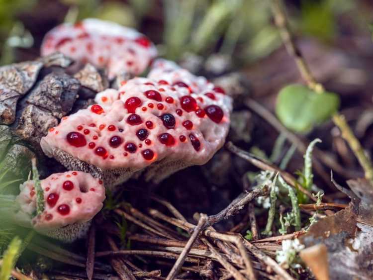 You are currently viewing Qu'est-ce que le champignon dentaire qui saigne : un champignon dentaire qui saigne est-il sans danger