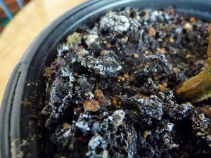 Lire la suite à propos de l’article Contrôle des champignons au démarrage des semences : conseils pour contrôler les champignons dans les plateaux de semences