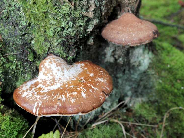 Lire la suite à propos de l’article Champignon des supports d'arbre – En savoir plus sur la prévention et l'élimination du champignon des supports
